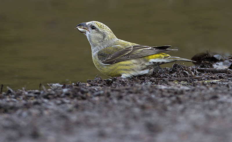 Female Crossbill - Crossbills