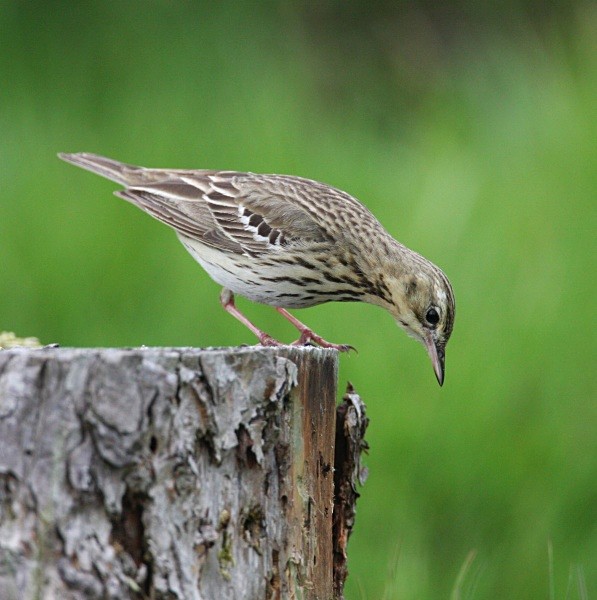 Tree Pipit - Pipits & Larks