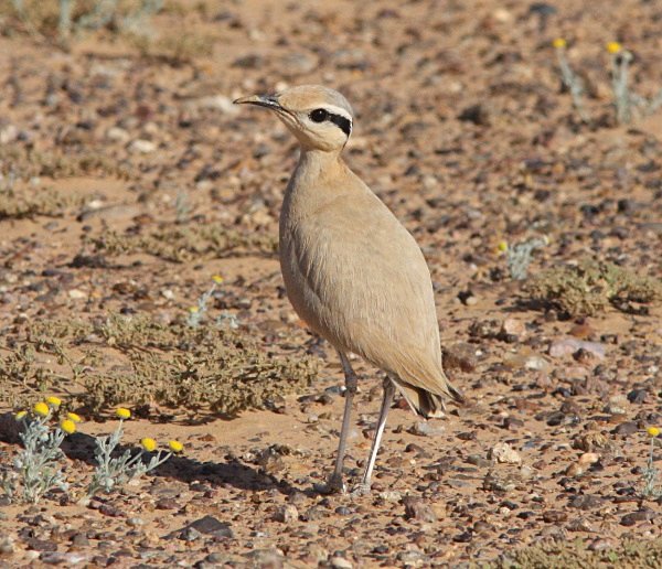 Cream Coloured Courser - Morocco Birds