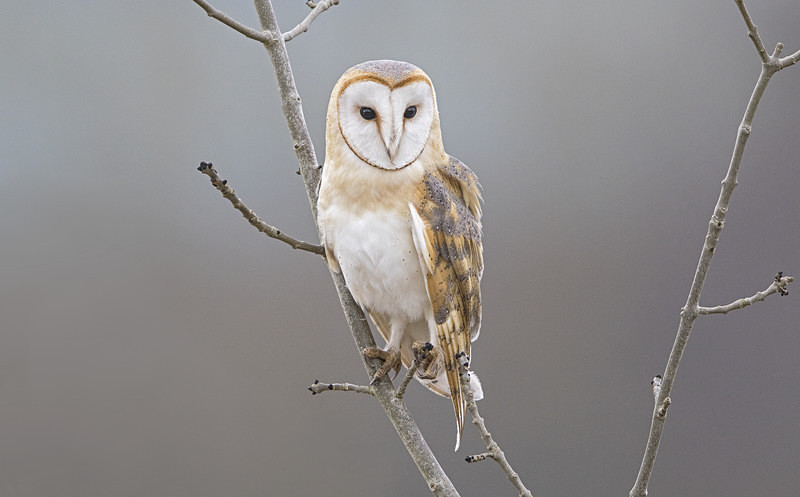 Barn Owl - Owls, Raptors, Corvids & Doves