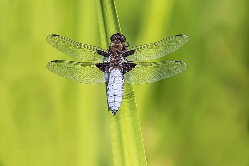 Broad - bodied Chaser - Dragonflies and Damselflies