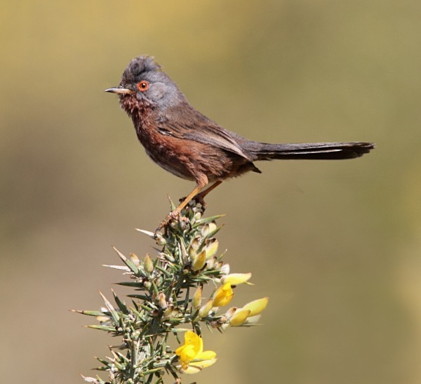 Dartford Warbler - Warblers