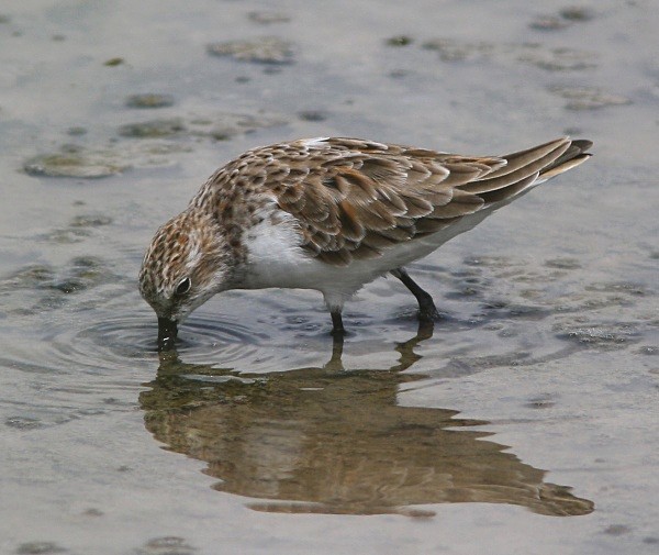 Little Stint - Lesvos 2011