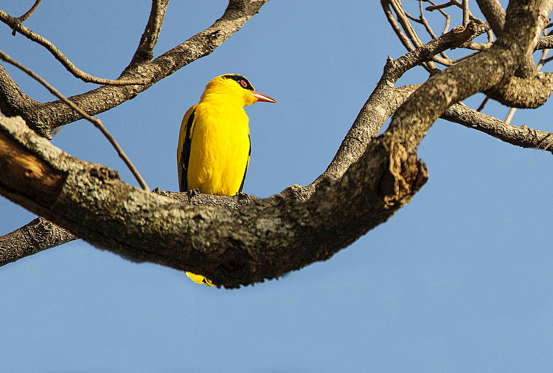 African Golden Oriole. - The Gambia 2018