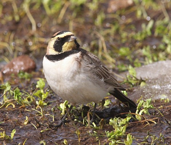 Shore Lark - Morocco Birds