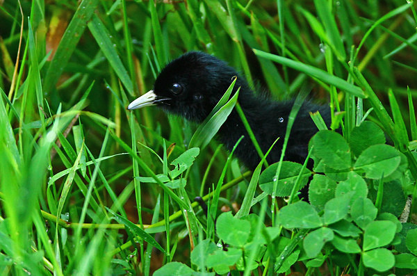 Water Rail Chick in long grass - Herons, Egrets, Rails & Divers