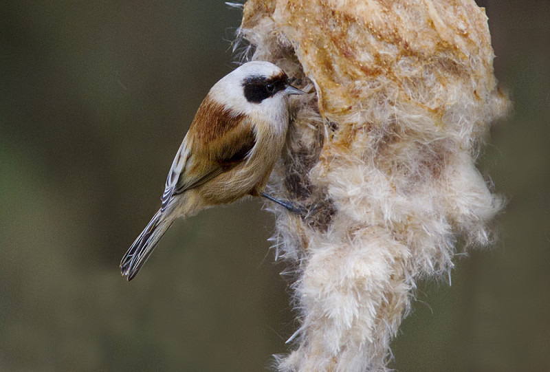 Male Penduline Tit - Penduline Tit