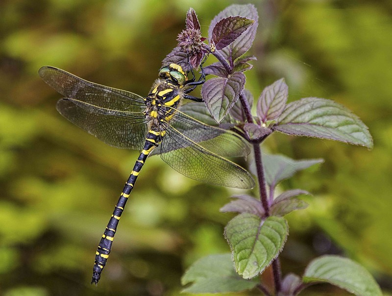 Golden Ringed Dragonfly - Dragonflies and Damselflies