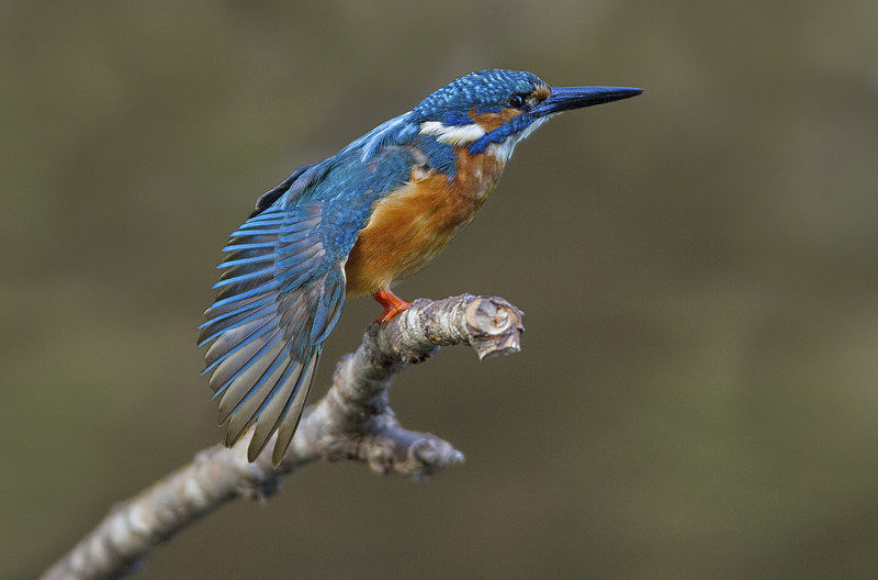 Male Kingfisher - Kingfishers