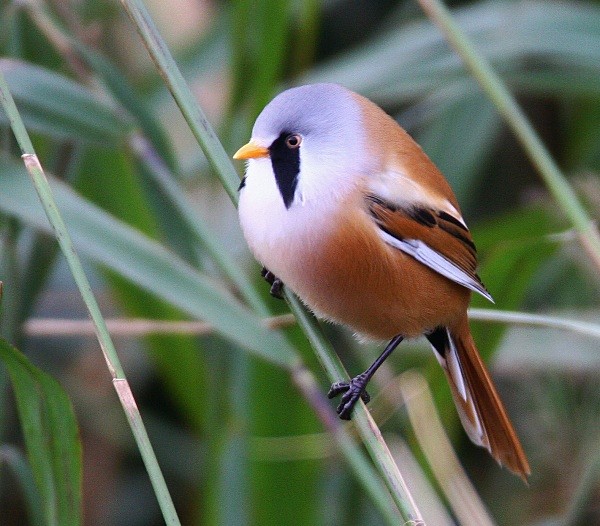 Bearded Tit - Bearded Tit