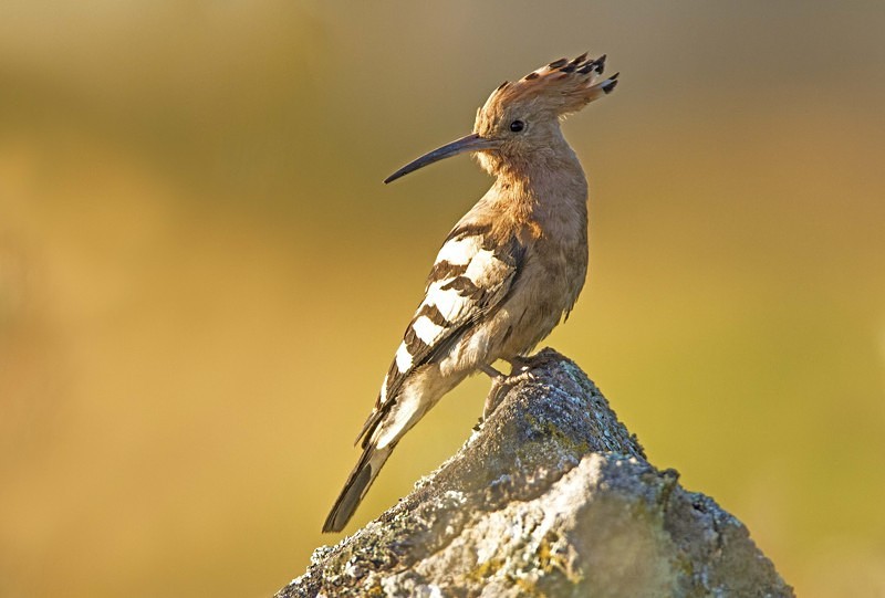 Hoopoe - Selection Box