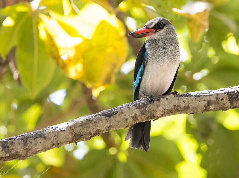 Woodland Kingfisher - The Gambia Nov/Dec 2023