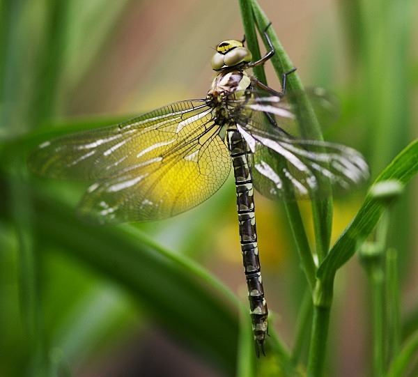 Southern Hawker - Middlewood Nature Reserve