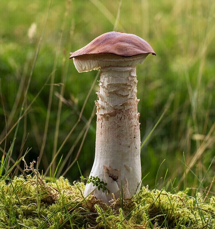 Blusher - Caps