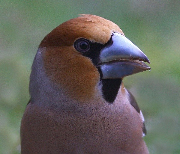 Hawfinch - Finches