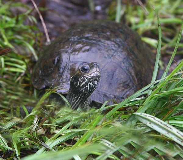 Striped Necked Terrapin (Lesvos)