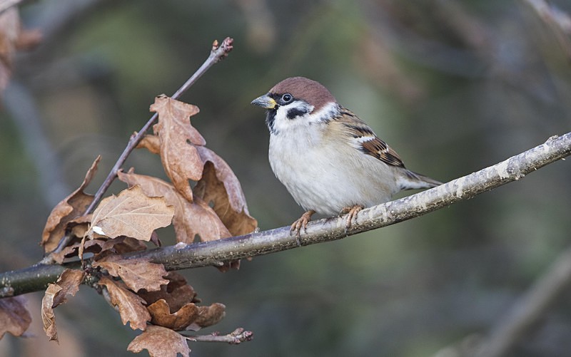 Tree Sparrow - Norfolk Winter 2016