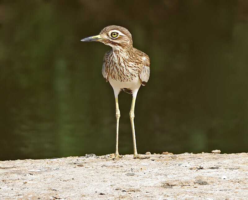 Senegal Thick Knee - The Gambia Januarry 2026