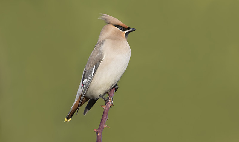 Waxwing. - Cuckoos, Shrikes & Waxwings