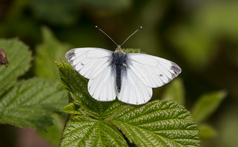 Green Veined White. - Butterflies