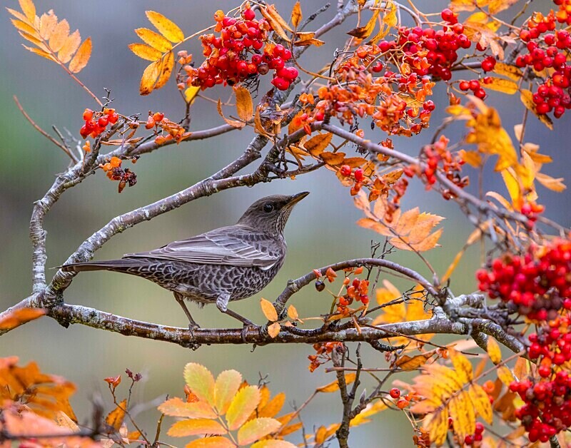 Ring Ouzel - Ring Ouzels