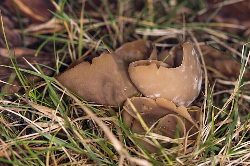 Brown Cup - Cups