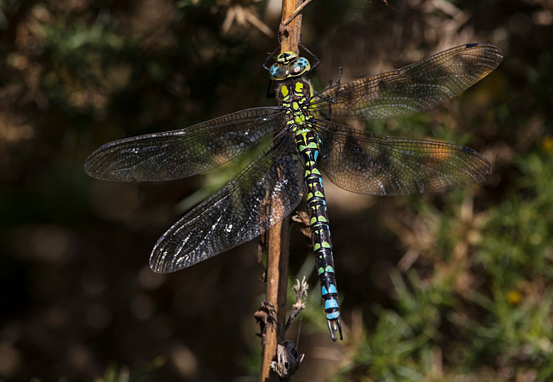Southern Hawker. - Dragonflies and Damselflies