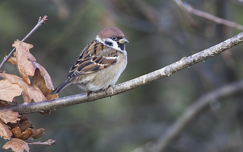 Tree Sparrow - Norfolk Winter 2016