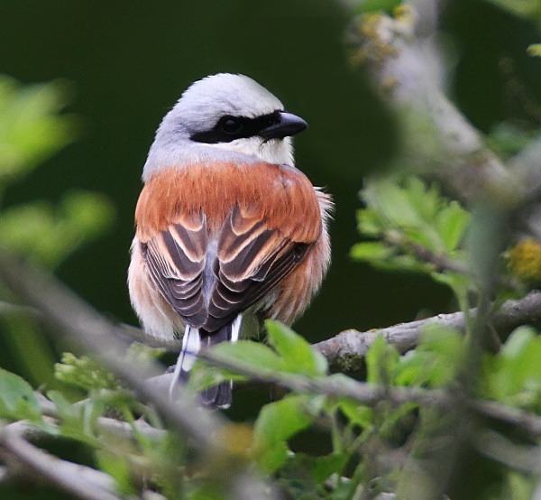 Red Backed Shrike - Norfolk, Spring 2012