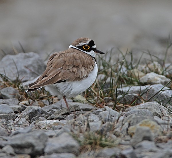 Little Ringed Plover - Waders and Plovers
