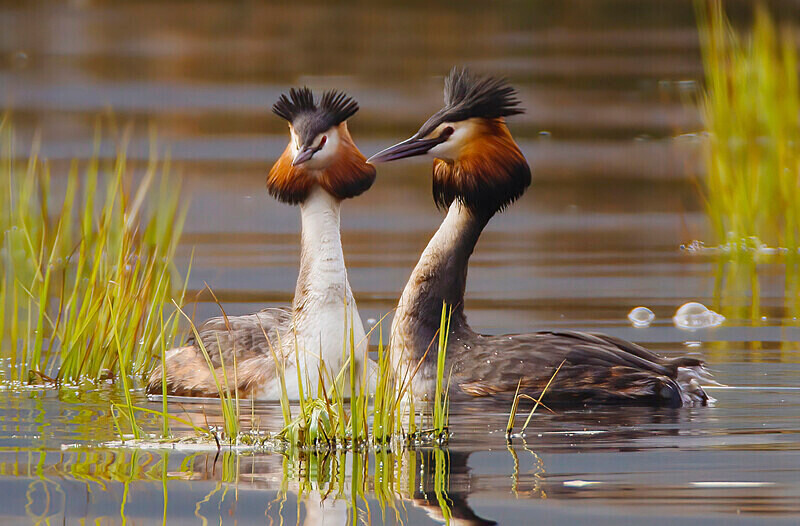 Great Crested Grebes - Ducks, Grebes, Geese, Swans & Gulls