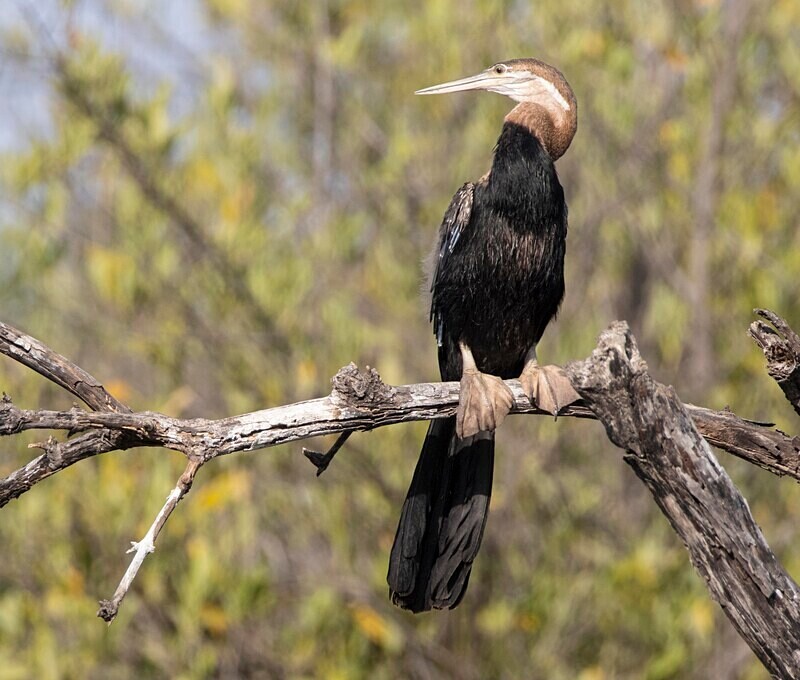 African Darter - The Gambia Nov/Dec 2023