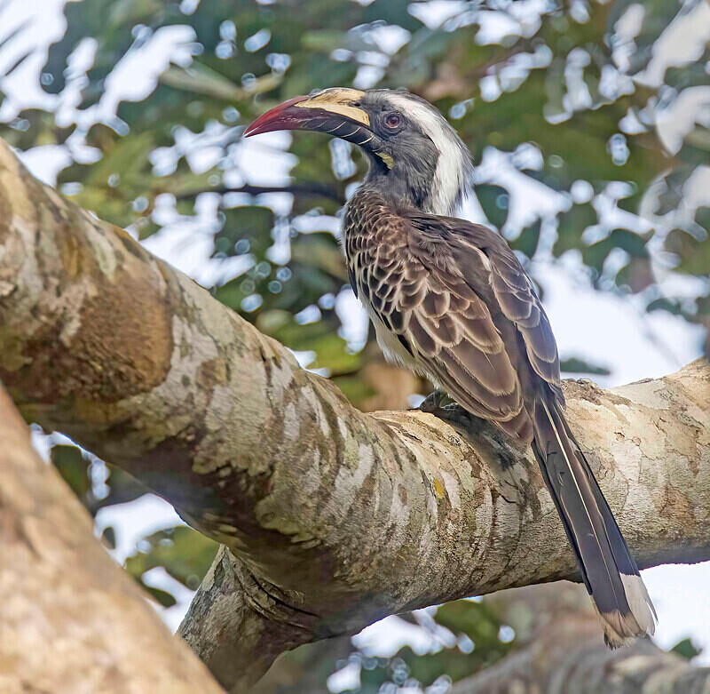 African Grey Hornbill - The Gambia Nov/Dec 2023