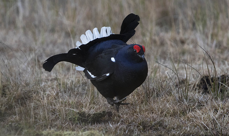 Black Grouse - Black Grouse