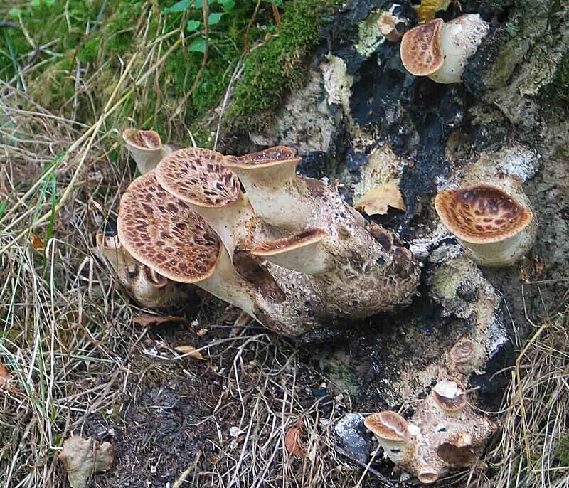 Dryads Saddle - Saddles
