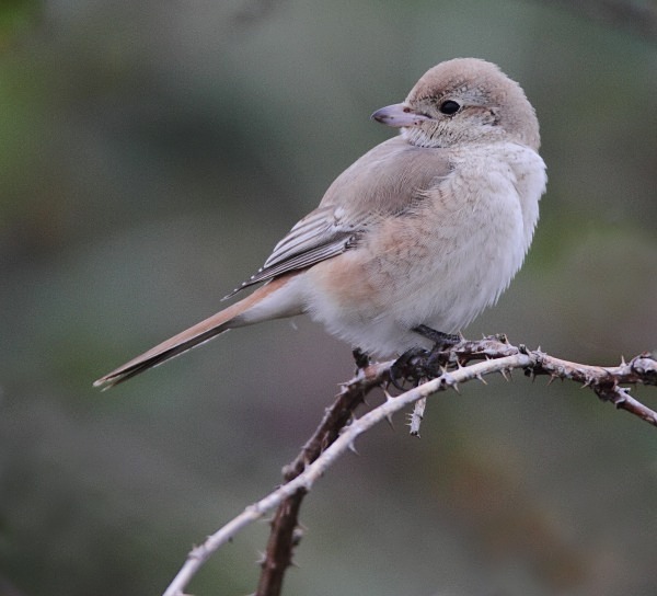 Isabelline Daurian Shrike - Norfolk, Autumn 2011