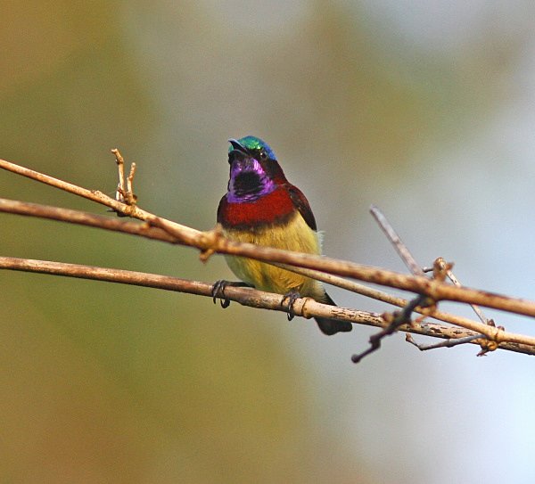 Crimson Backed Sunbird - Indian Birds