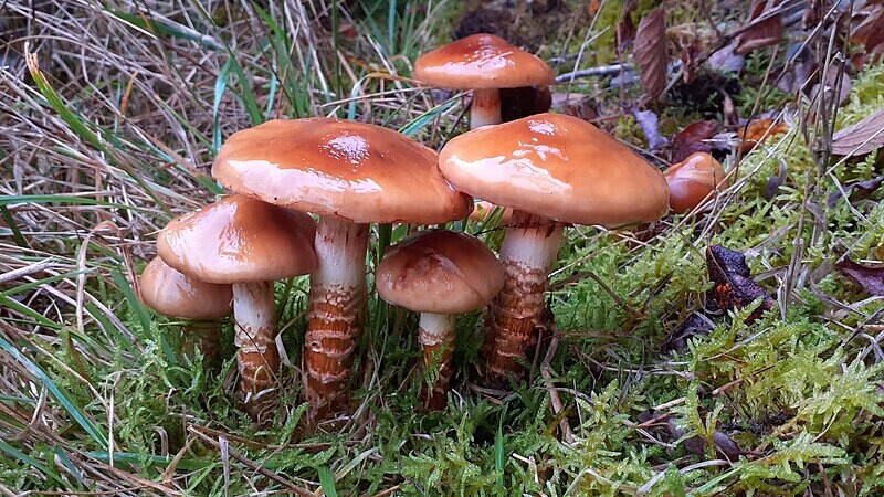 Girdled Webcap - Caps