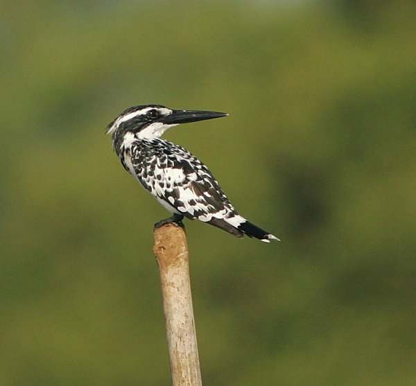 Pied Kingfisher - Indian Birds