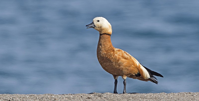 Ruddy Shelduck. - Lesvos, Spring 2017