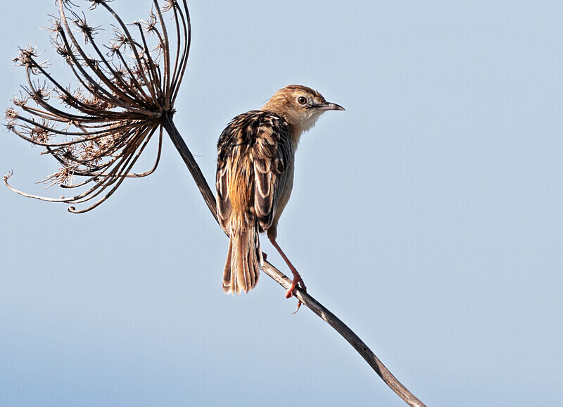 Zitting Cisticola - Lesvos 2025