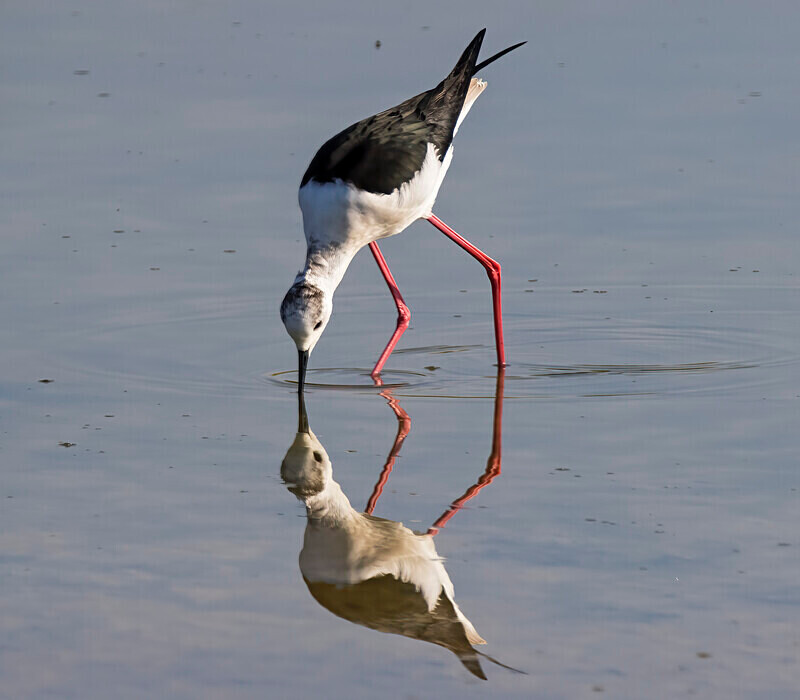 Black Winged Stilt. - Lesvos April/May 2023