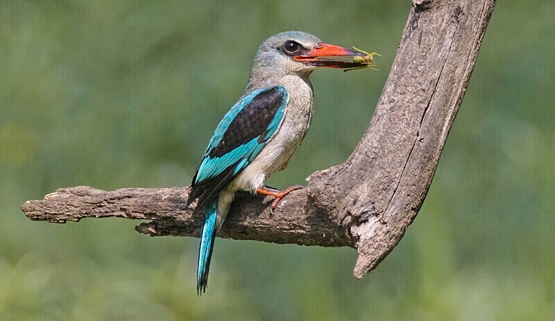 Woodland Kingfisher - The Gambia Nov/Dec 2023