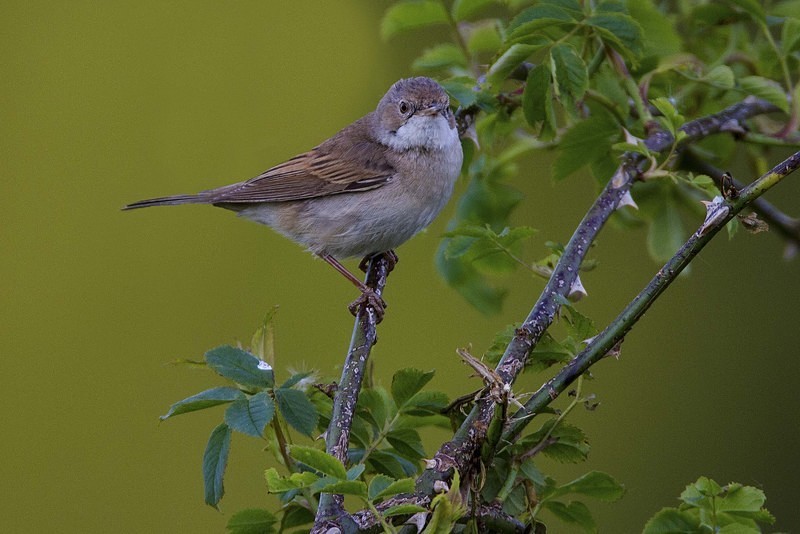 Whitethroat - Warblers