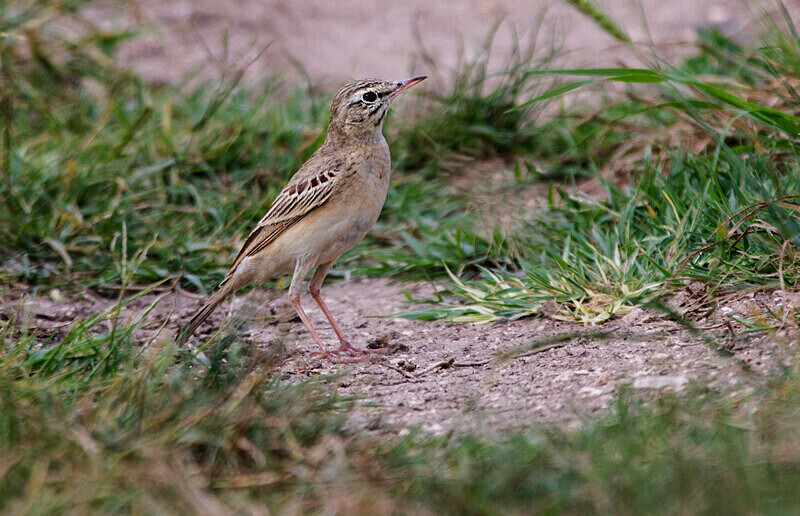 Tawny Pipit - Bulgaria and Romania 2019