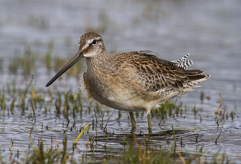 Long Billed Dowitcher - Long Billed Dowitcher