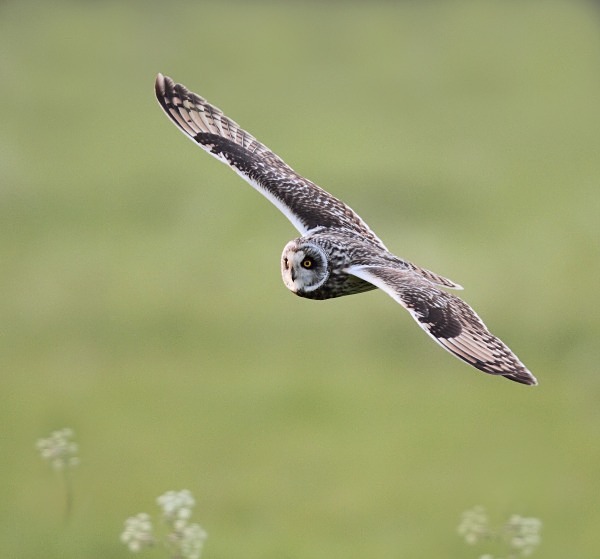 Short Eared Owl - Norfolk, Spring 2012