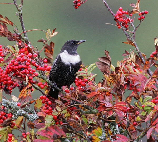 Male Ring Ouzel - Ring Ouzels