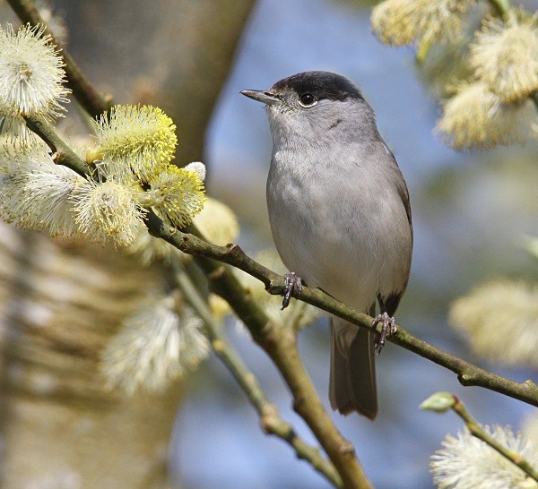 Blackcap - Warblers