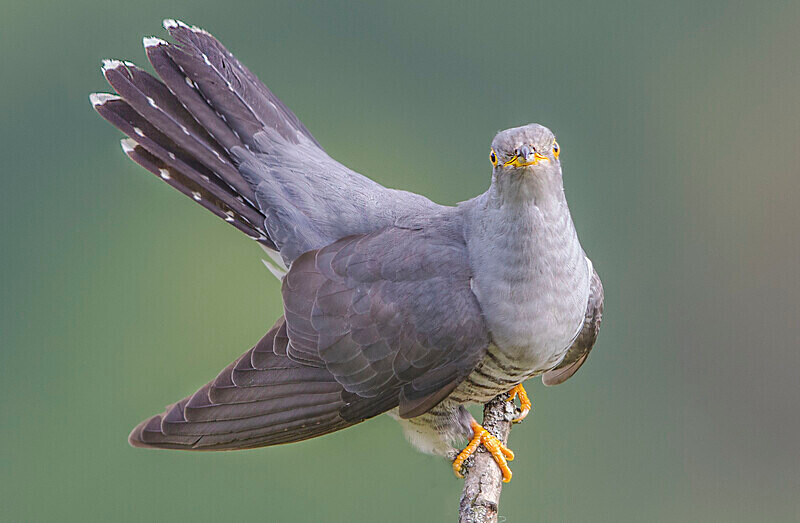 Male Cuckoo - Cuckoos